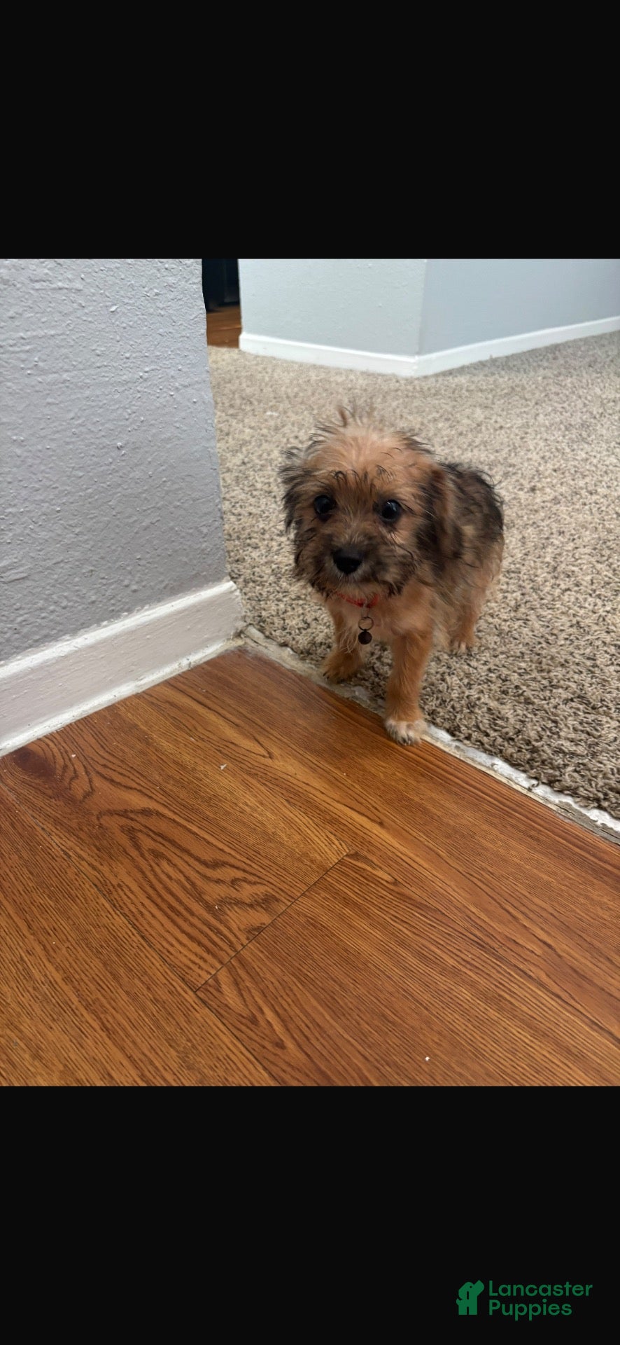 Yorkiepoo dogs Yorkiepoo 1 - Ad 7