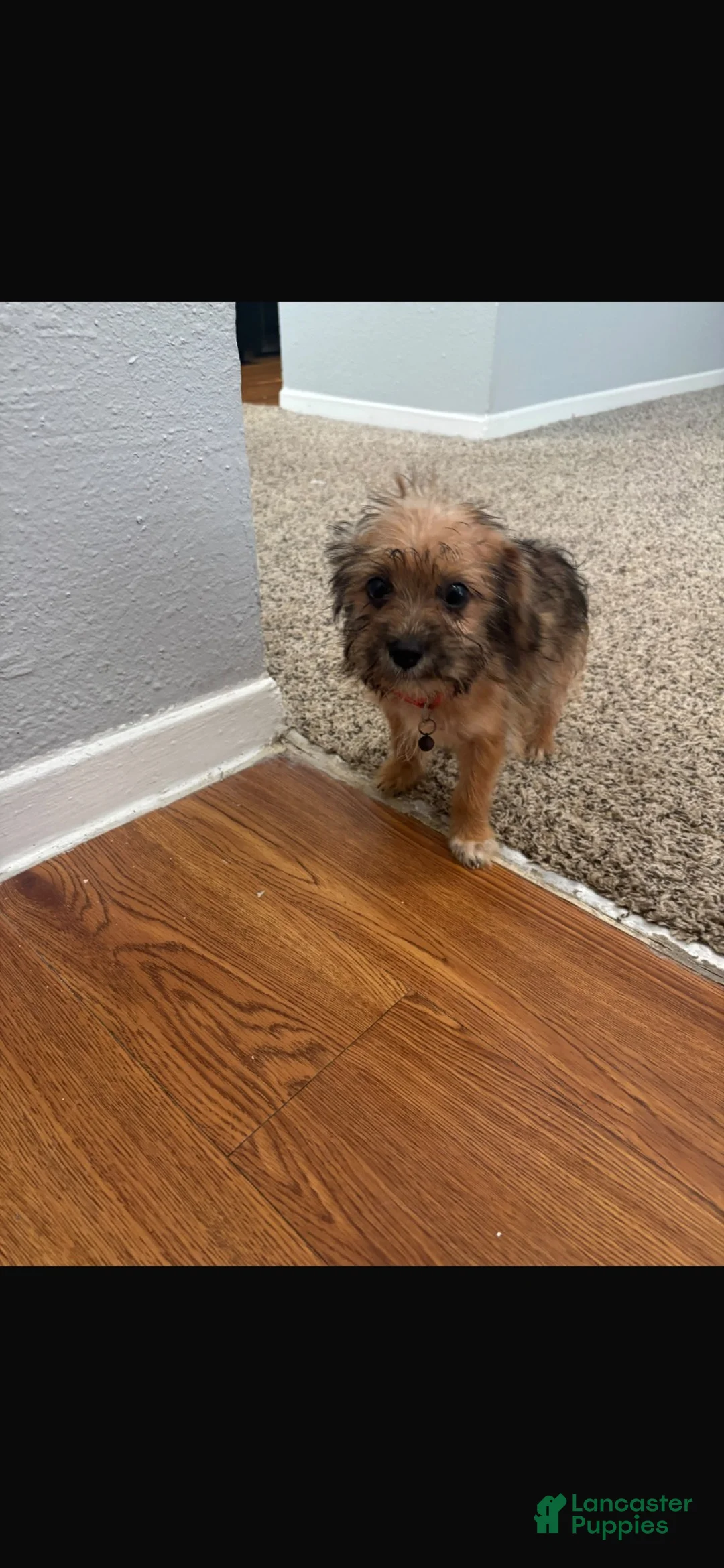 Yorkiepoo dogs for sale: Yorkiepoo 1 - Ad 1