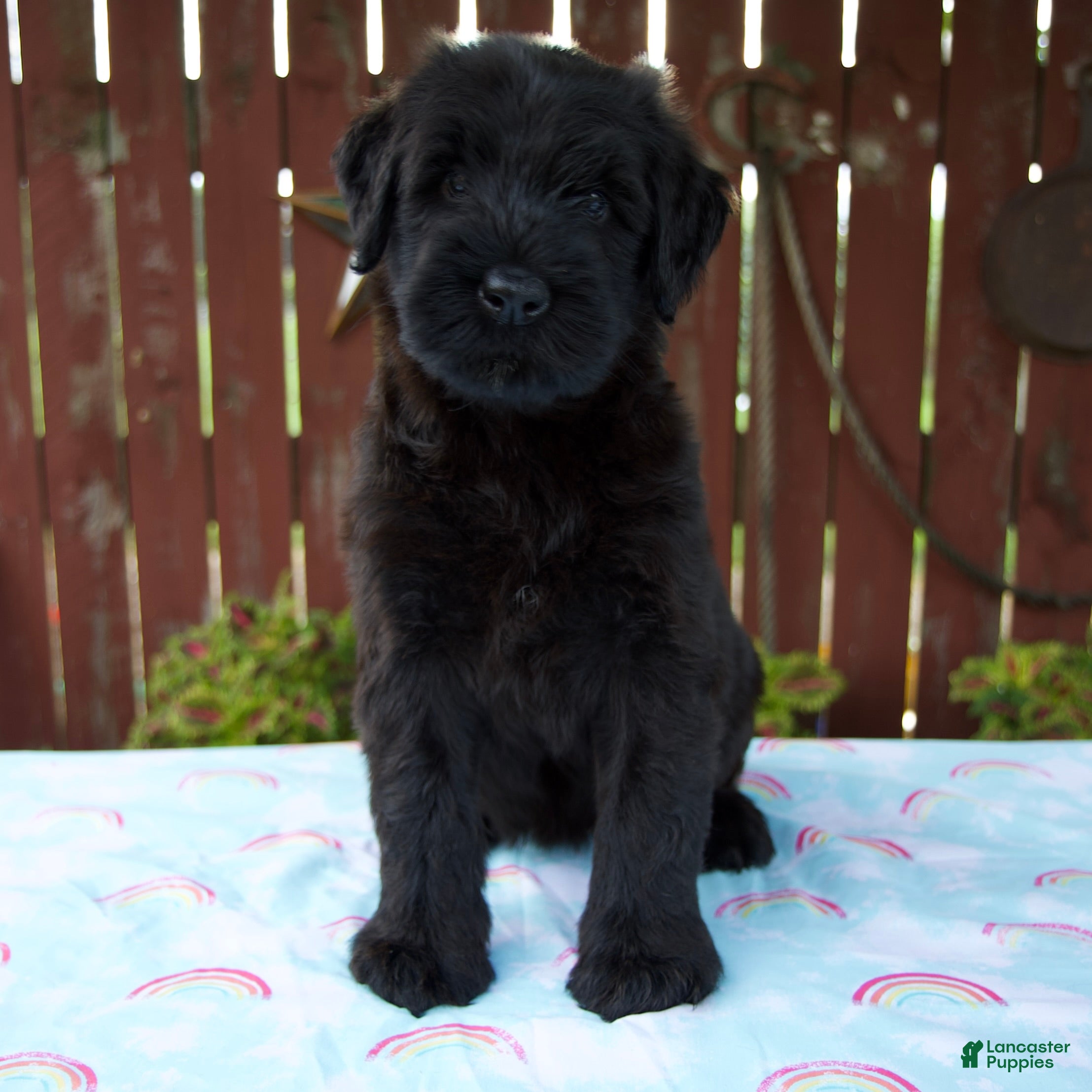 Giant Schnauzer dogs Luann - Ad 1