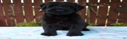 Giant Schnauzer dogs for sale: Luann - Ad 1