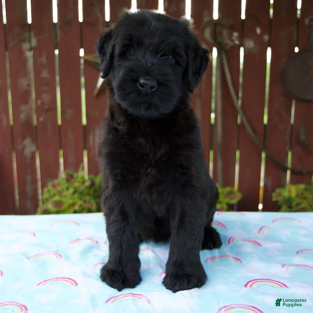 Giant Schnauzer dogs for sale: Luann - Ad 1