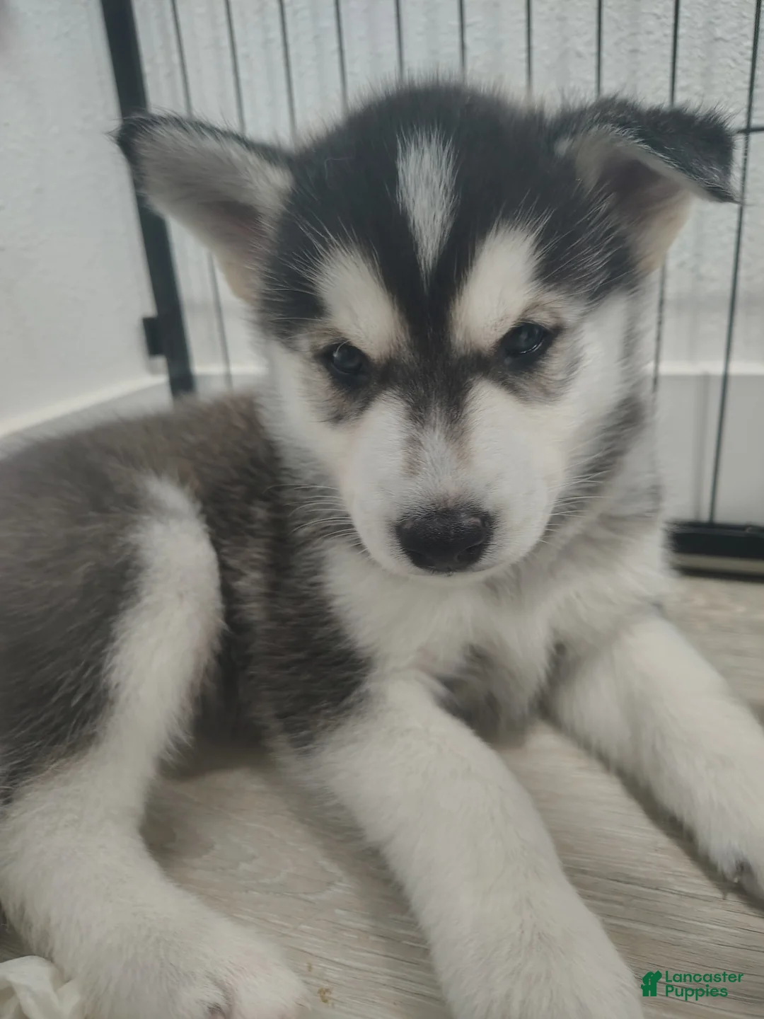 Gerberian Shepsky dogs for sale: Gerberian Shepsky Puppy 1 - Ad 1