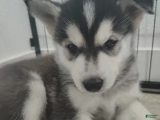 Gerberian Shepsky dogs Gerberian Shepsky Puppy 1 - Ad 17