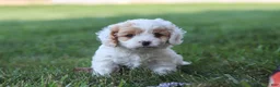Cavapoo dogs for sale: Wesley - Ad 9