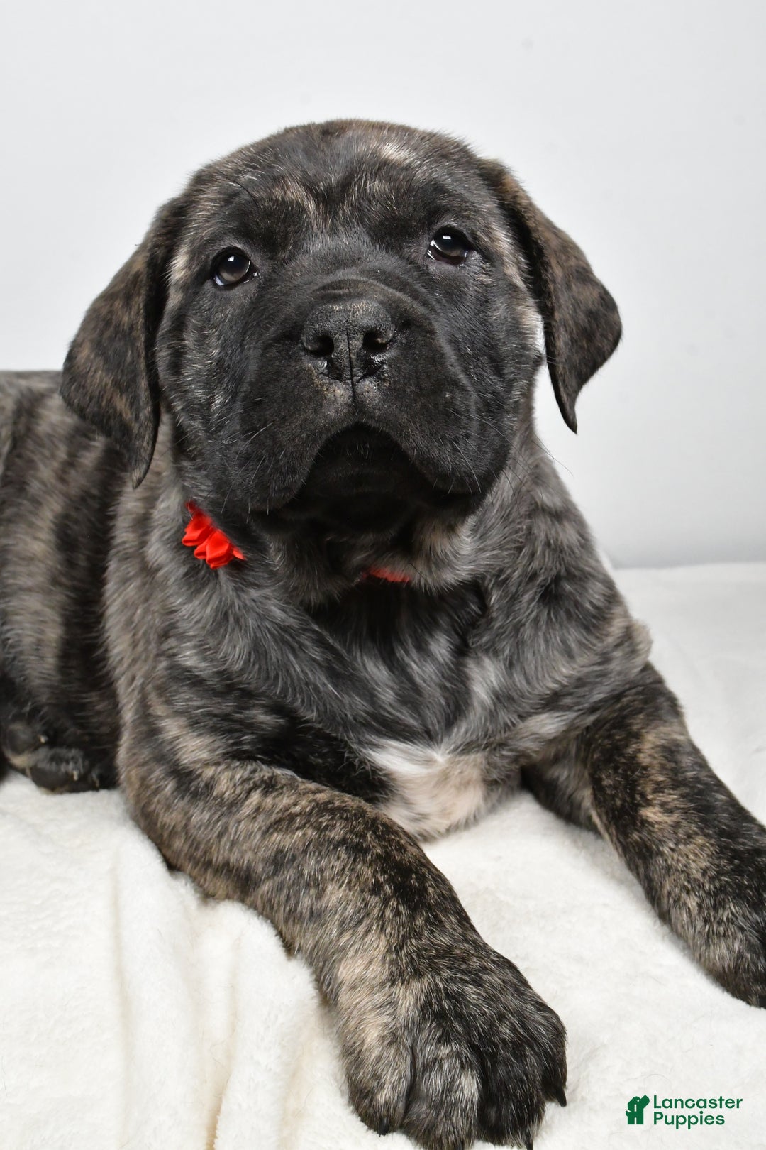 English Mastiff dogs for sale: Sue - Ad 4
