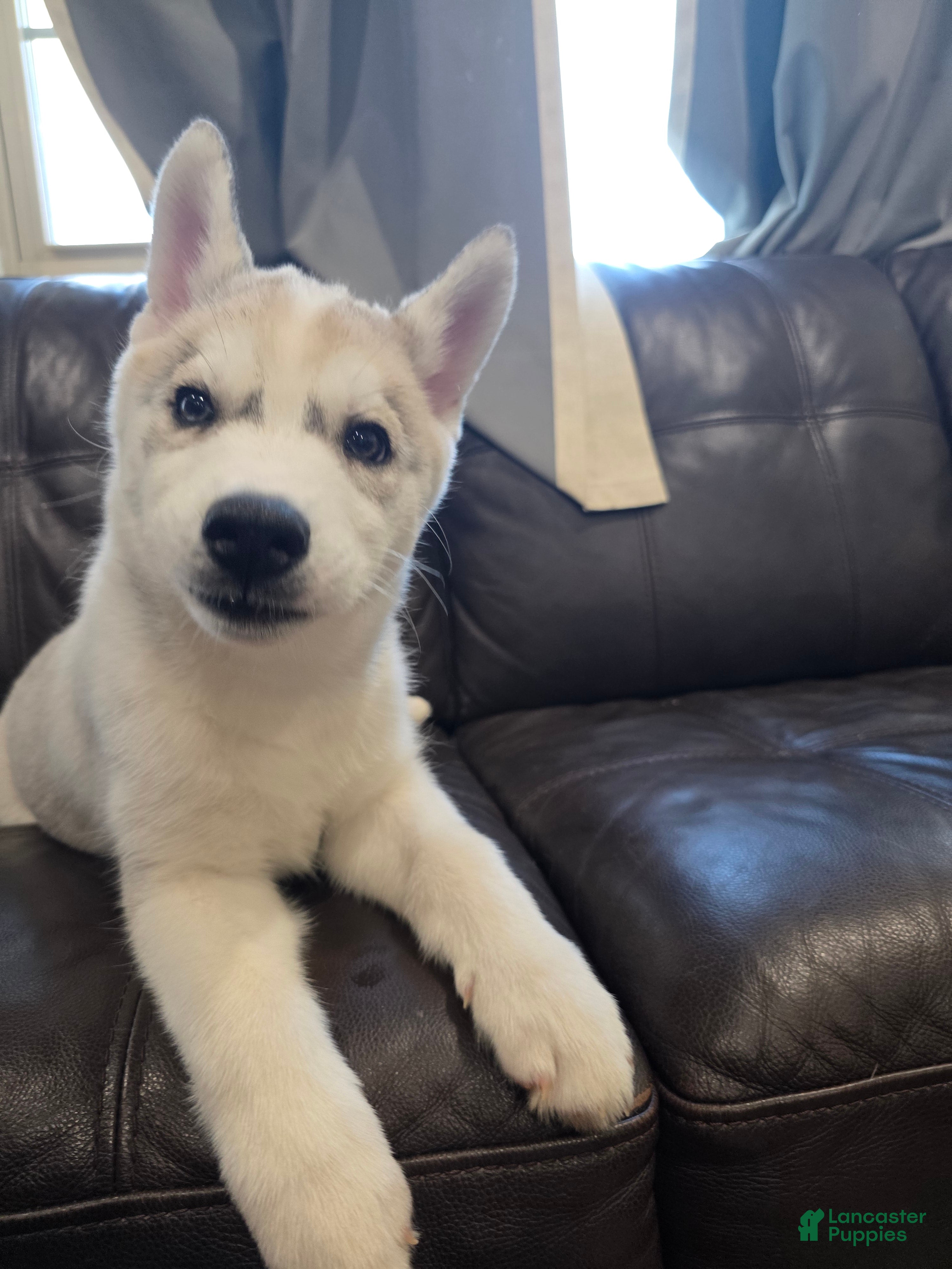 Siberian Husky dogs Siberian Husky Puppy 4 - Ad 26