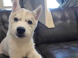 Siberian Husky dogs Siberian Husky Puppy 4 - Ad 26