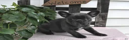 Frenchton dogs for sale: Lyndie - Ad 4