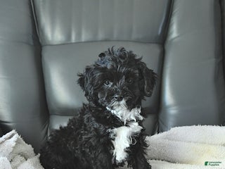 Shihpoo dogs Arya - Ad 25