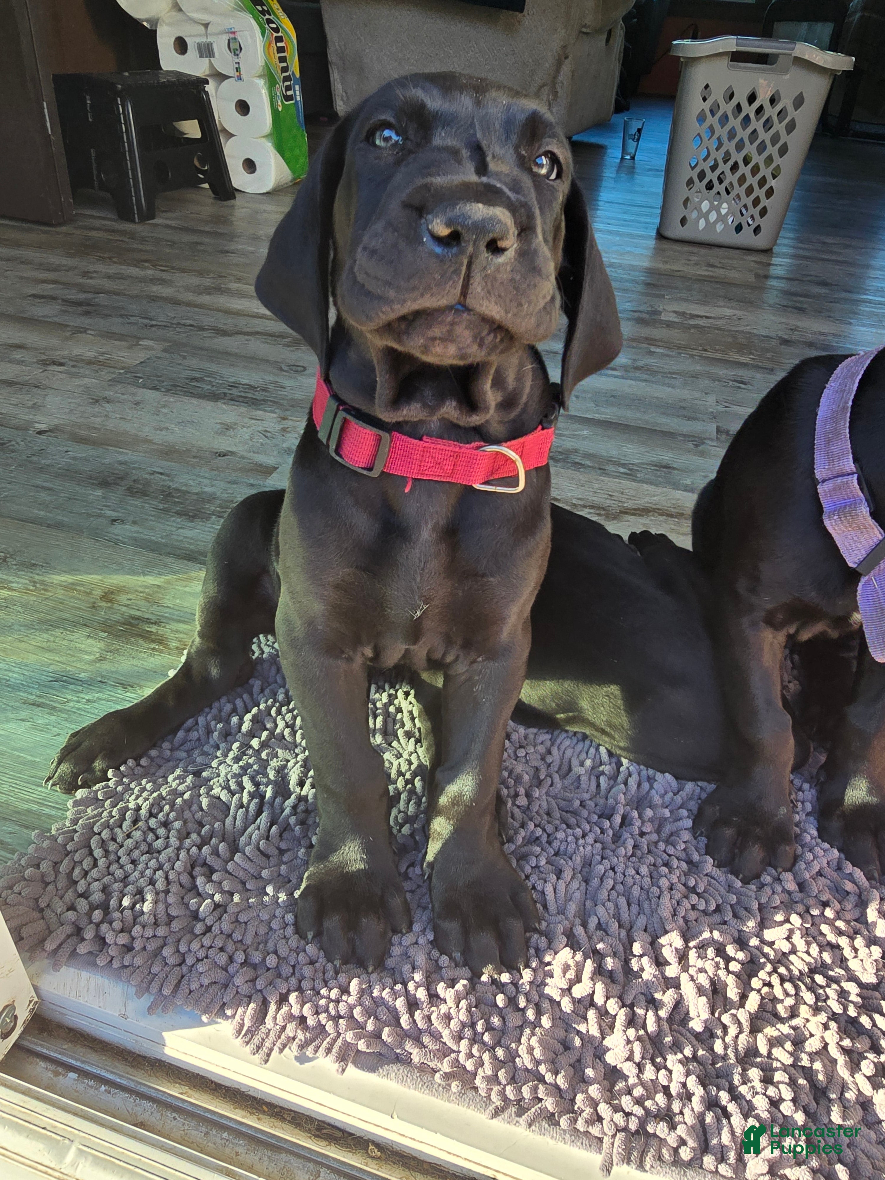Mixed Breed dogs Red - Ad 1