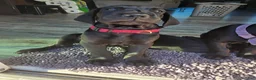 Mixed Breed dogs for sale: Red - Ad 1
