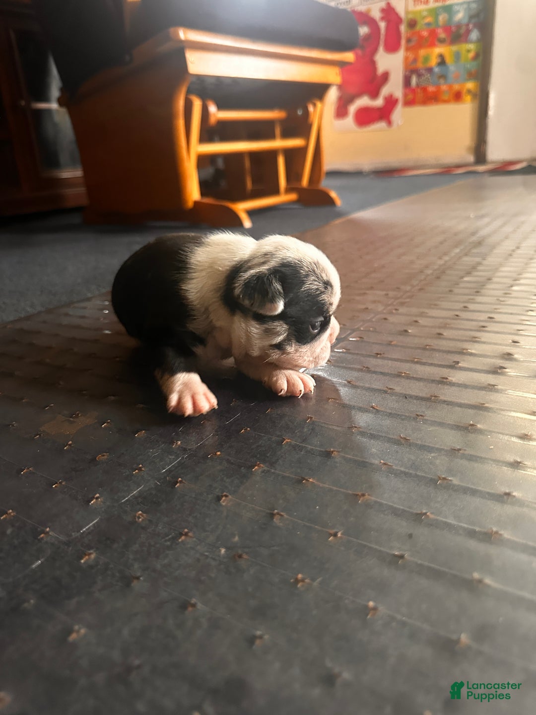 Mixed Breed dogs for sale: Honey - Ad 10