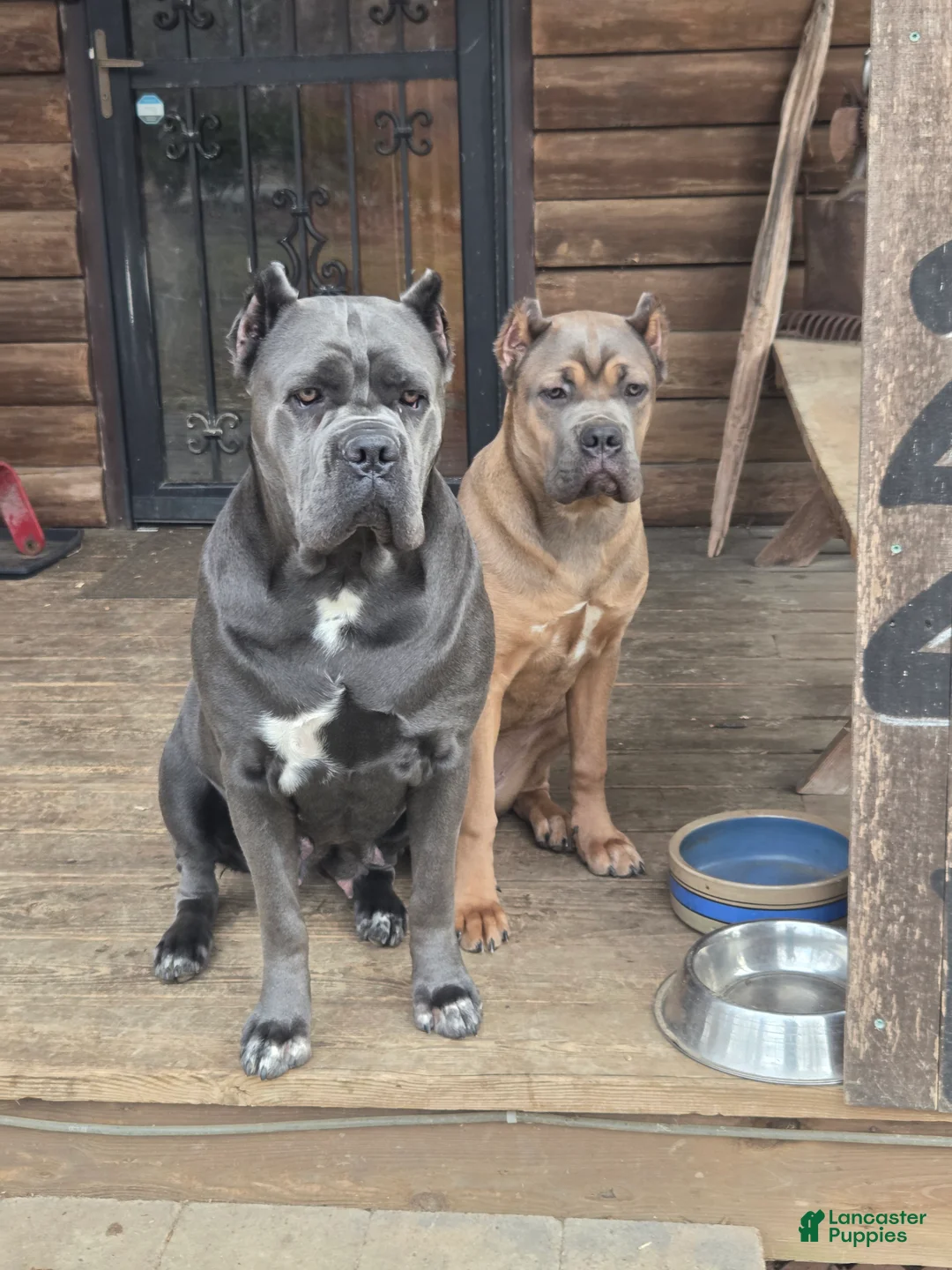 Cane Corso dogs for sale: Doja - Ad 2
