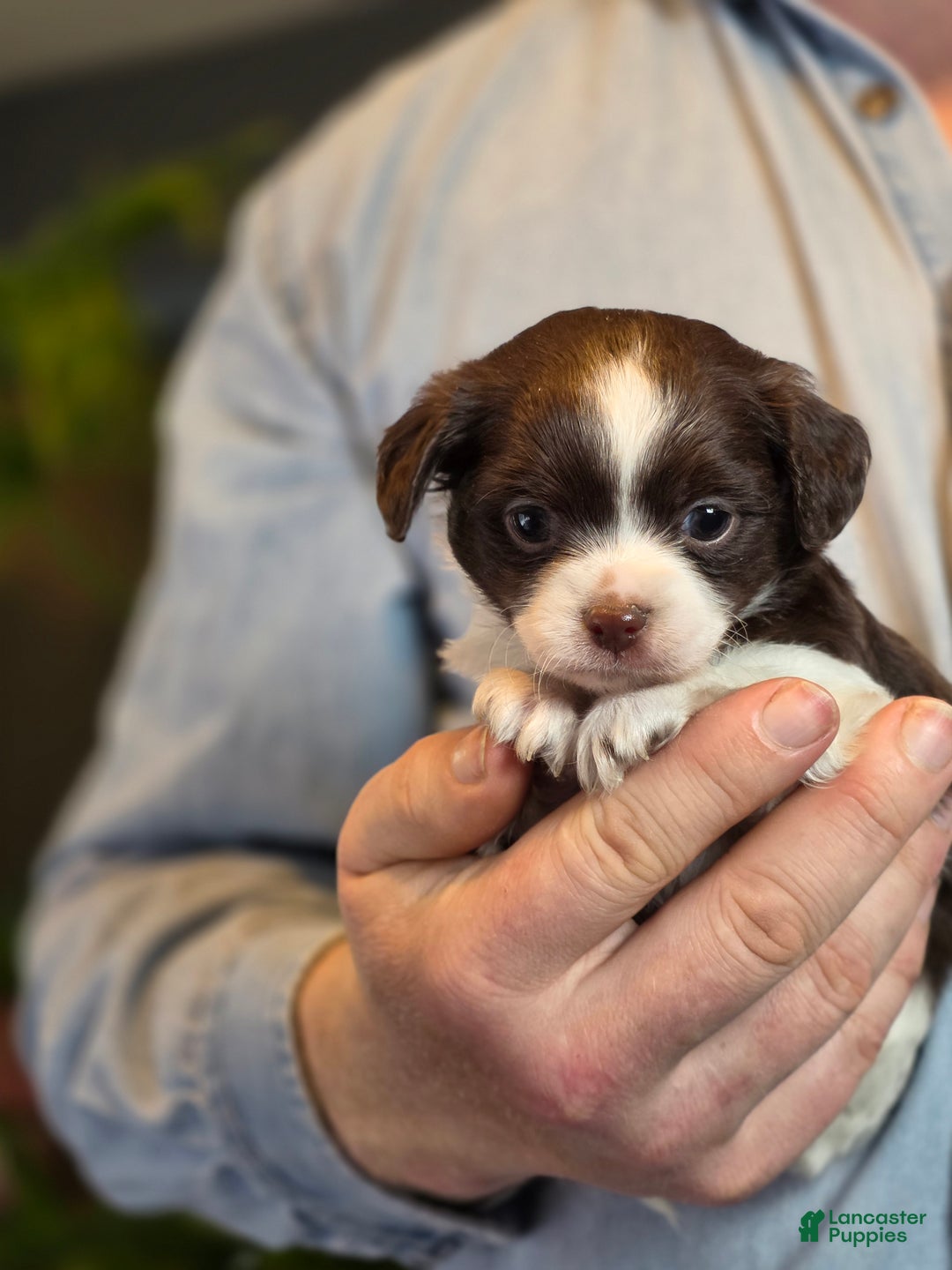 Chihuahua dogs for sale: Monterrey  - Ad 7