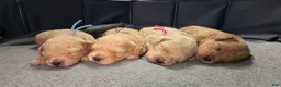 Mini Goldendoodle dogs for sale: Precious  - Ad 12