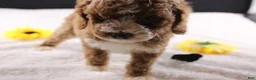 Mini Goldendoodle dogs for sale: Paislee - Ad 15