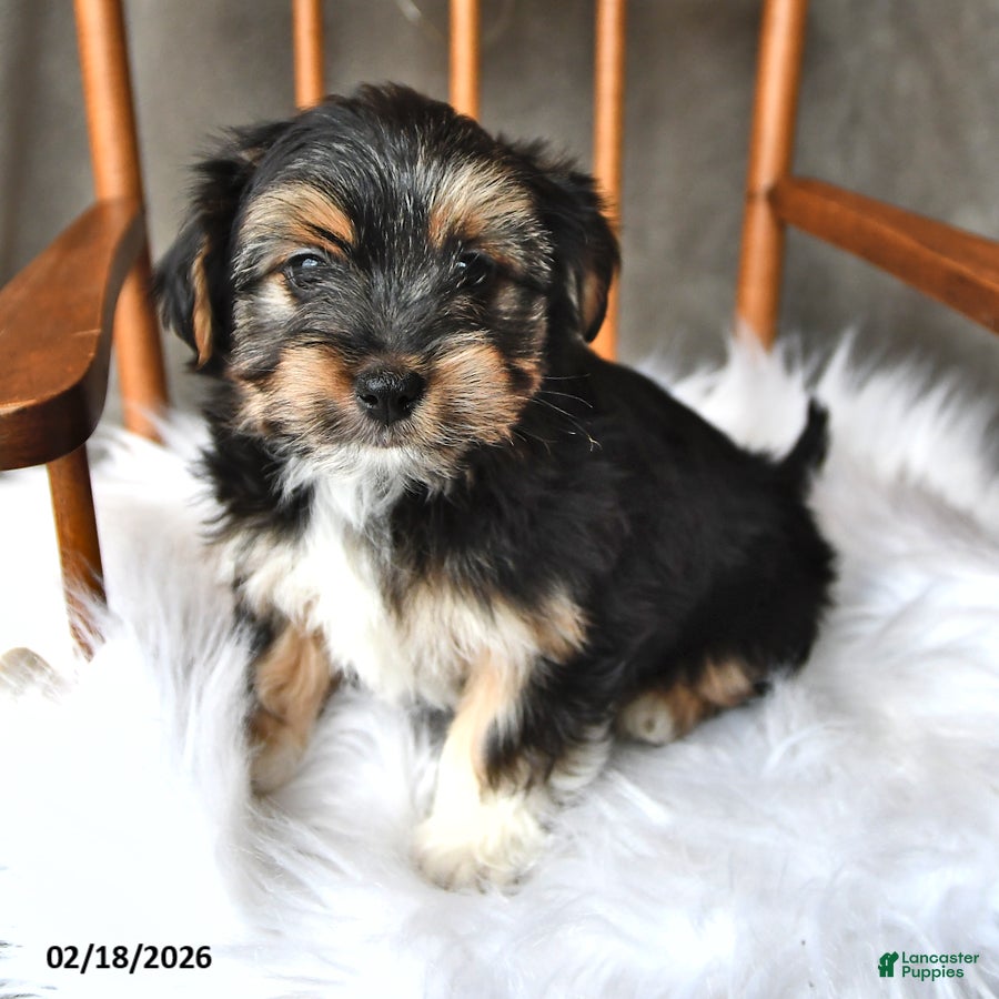 Morkie dogs Badger - Ad 1