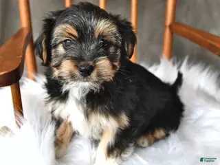 Morkie dogs for sale: Badger - Ad 3