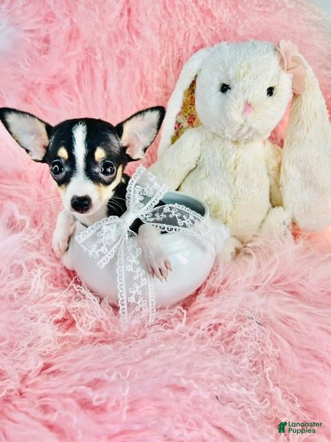 Chihuahua dogs Chihuahua 1 - Ad 1