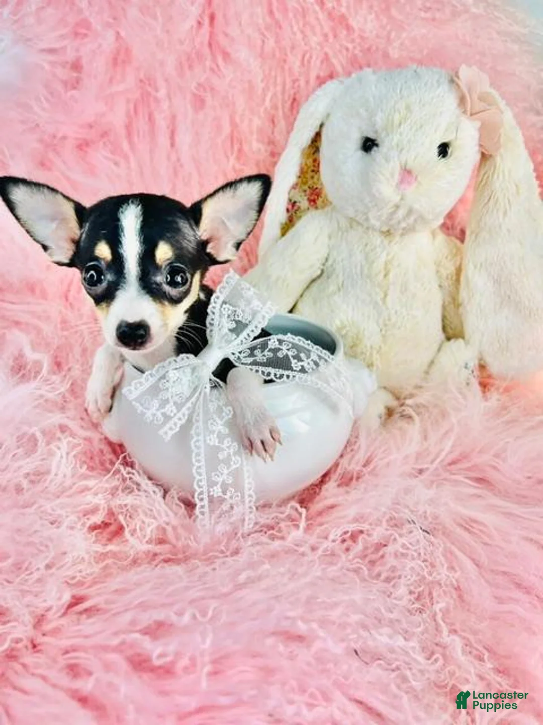 Chihuahua dogs for sale: Chihuahua 1 - Ad 1