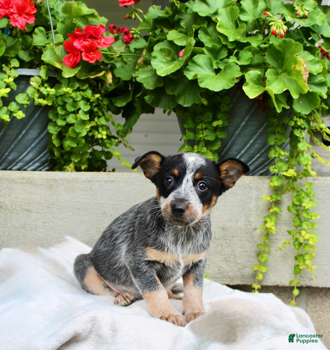 Australian Cattle Dog dogs for sale: Candy - Ad 1