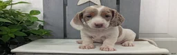 Miniature Dachshund dogs for sale: Milo - Ad 5