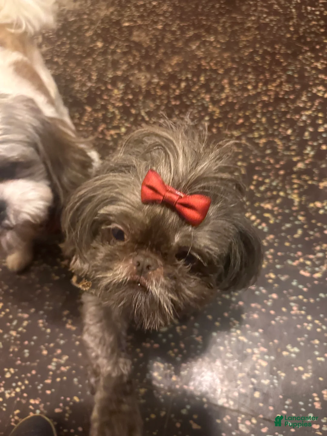 Shih Tzu dogs for sale: Blackie - Ad 2