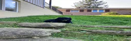 Newfoundland dogs for sale: Sophia - Ad 9