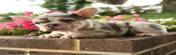 French Bulldog dogs for sale: Petunia - Ad 3