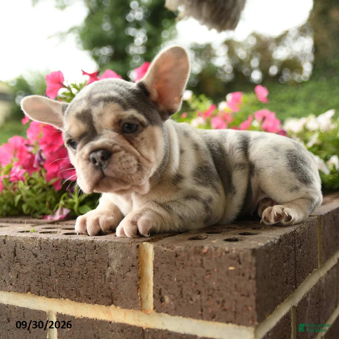 French Bulldog dogs for sale: Petunia - Ad 3
