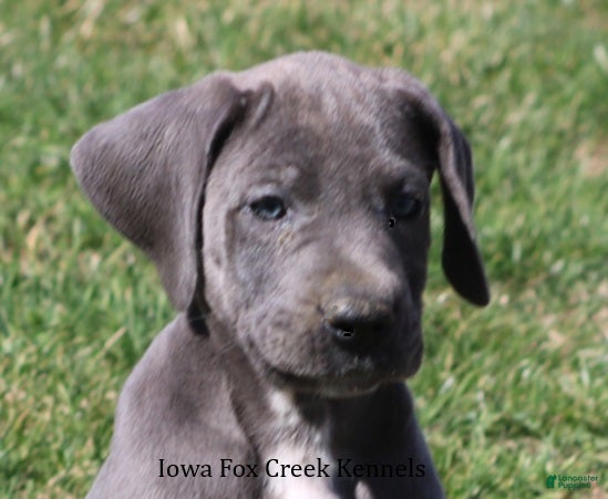 Great Dane dogs Heather - Ad 1