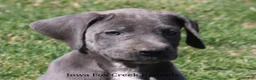 Great Dane dogs for sale: Heather - Ad 1