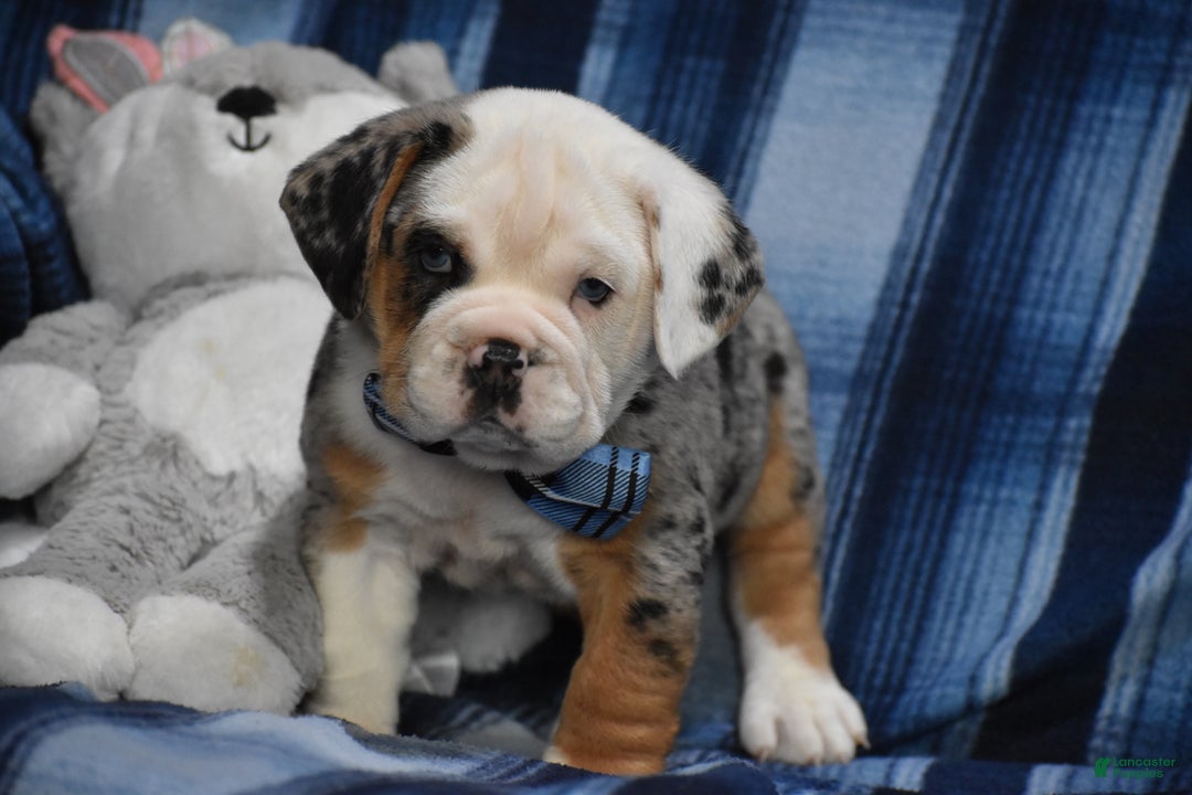 Mixed Breed dogs for sale: Cobalt - Ad 12