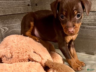 Miniature Pinscher dogs Brutus - Ad 20