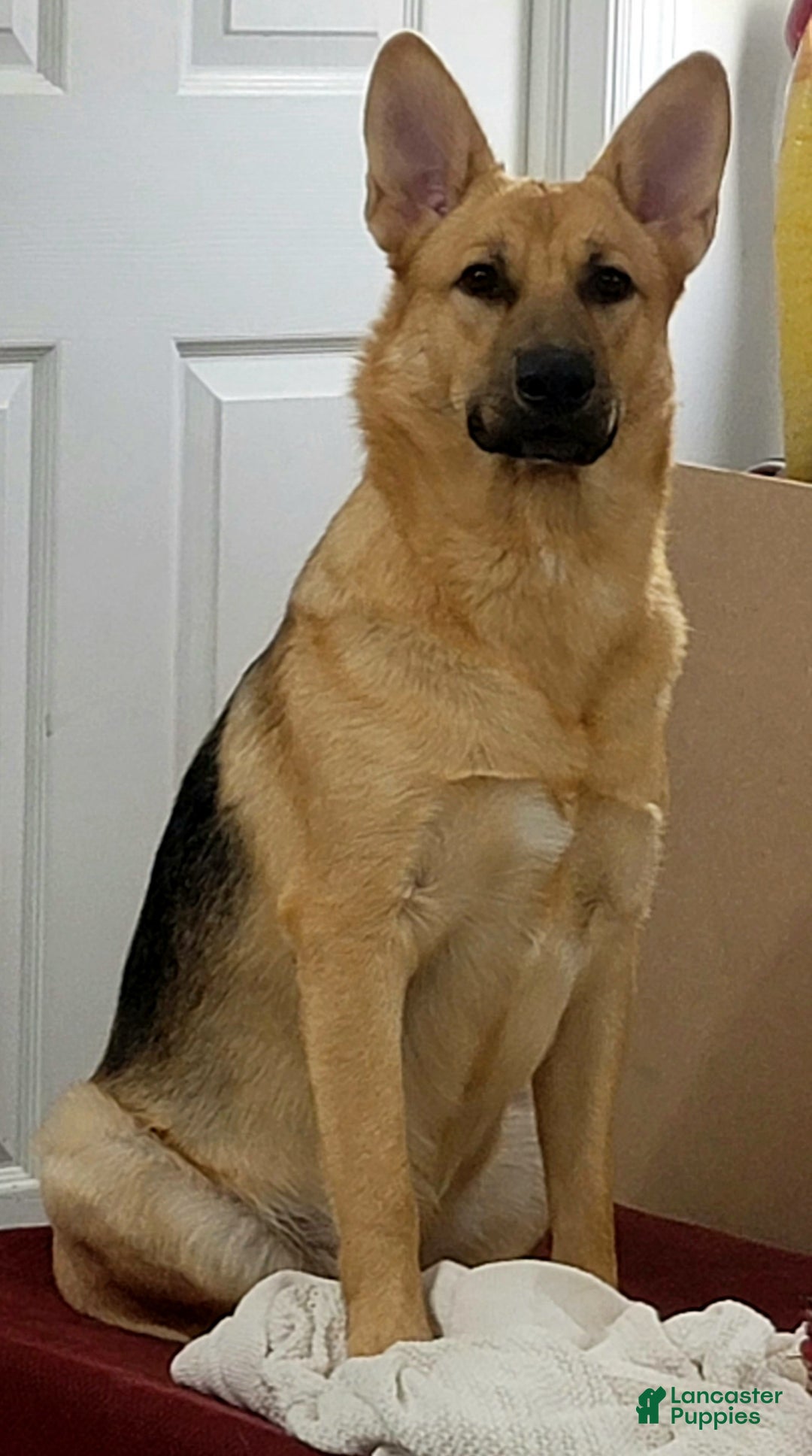 German Shepherd dogs for sale: BABY - Ad 8