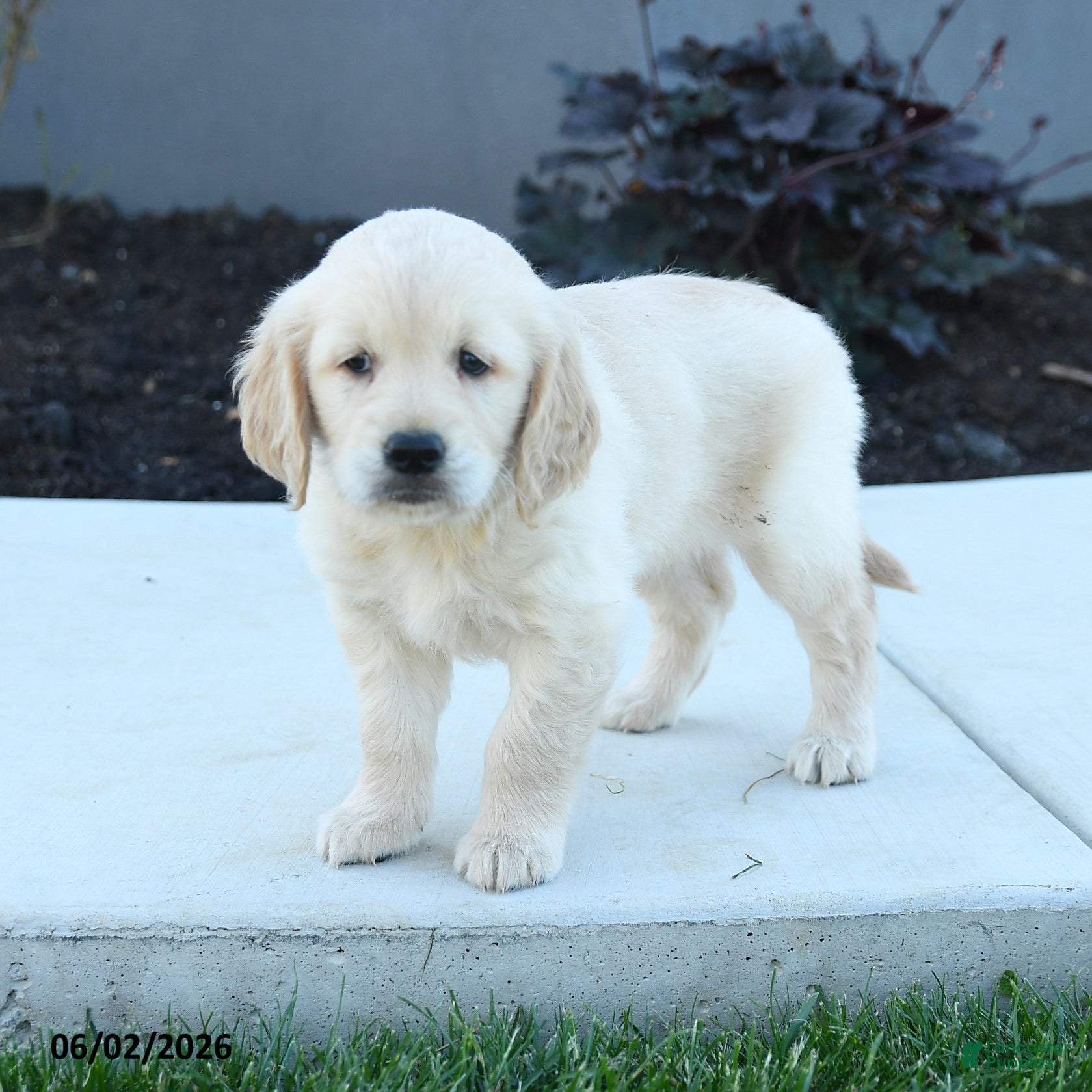 Golden Retriever dogs Willow - Ad 1