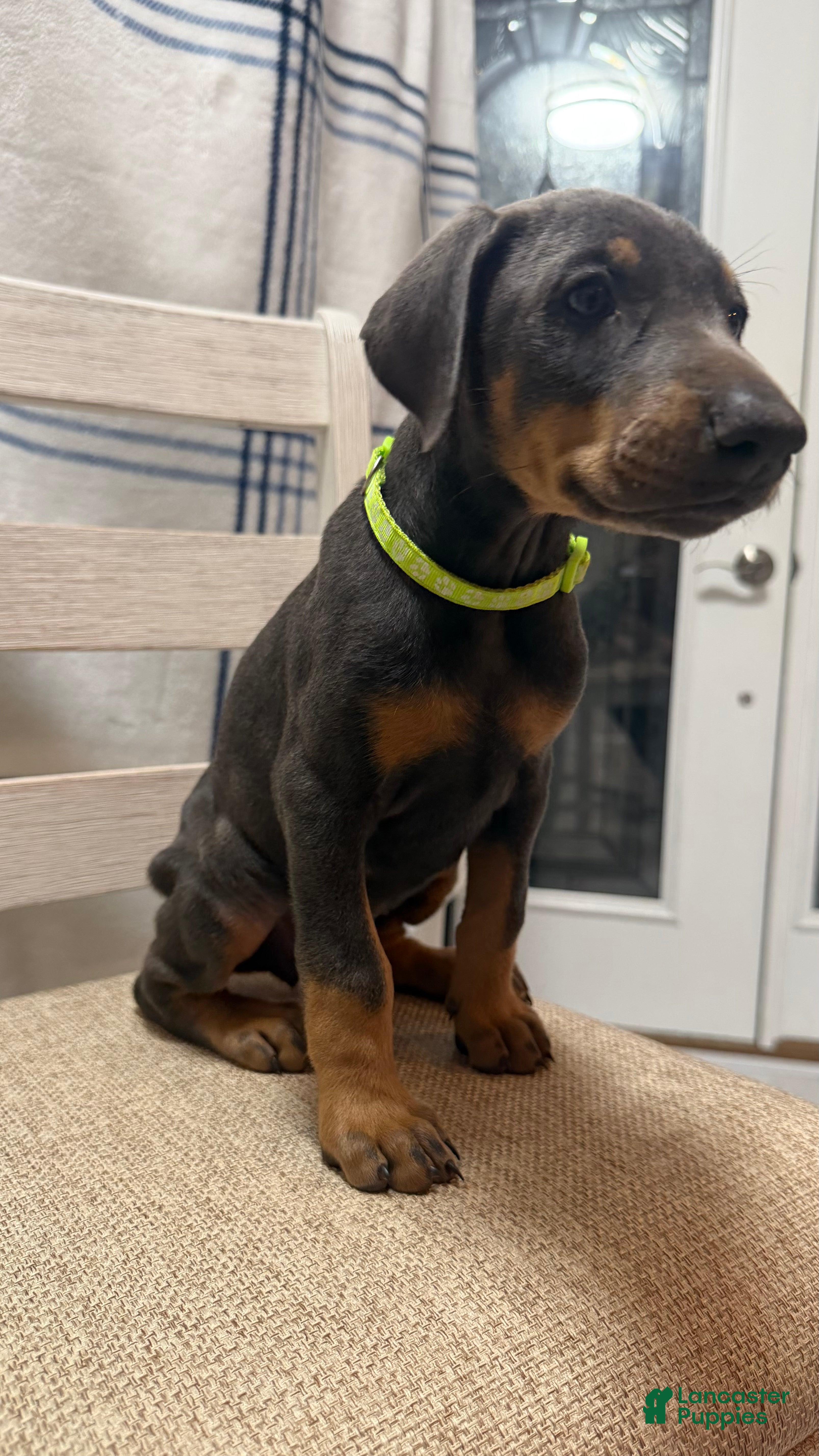 Doberman Pinscher dogs Doberman Pinscher Puppy 5 - Ad 2