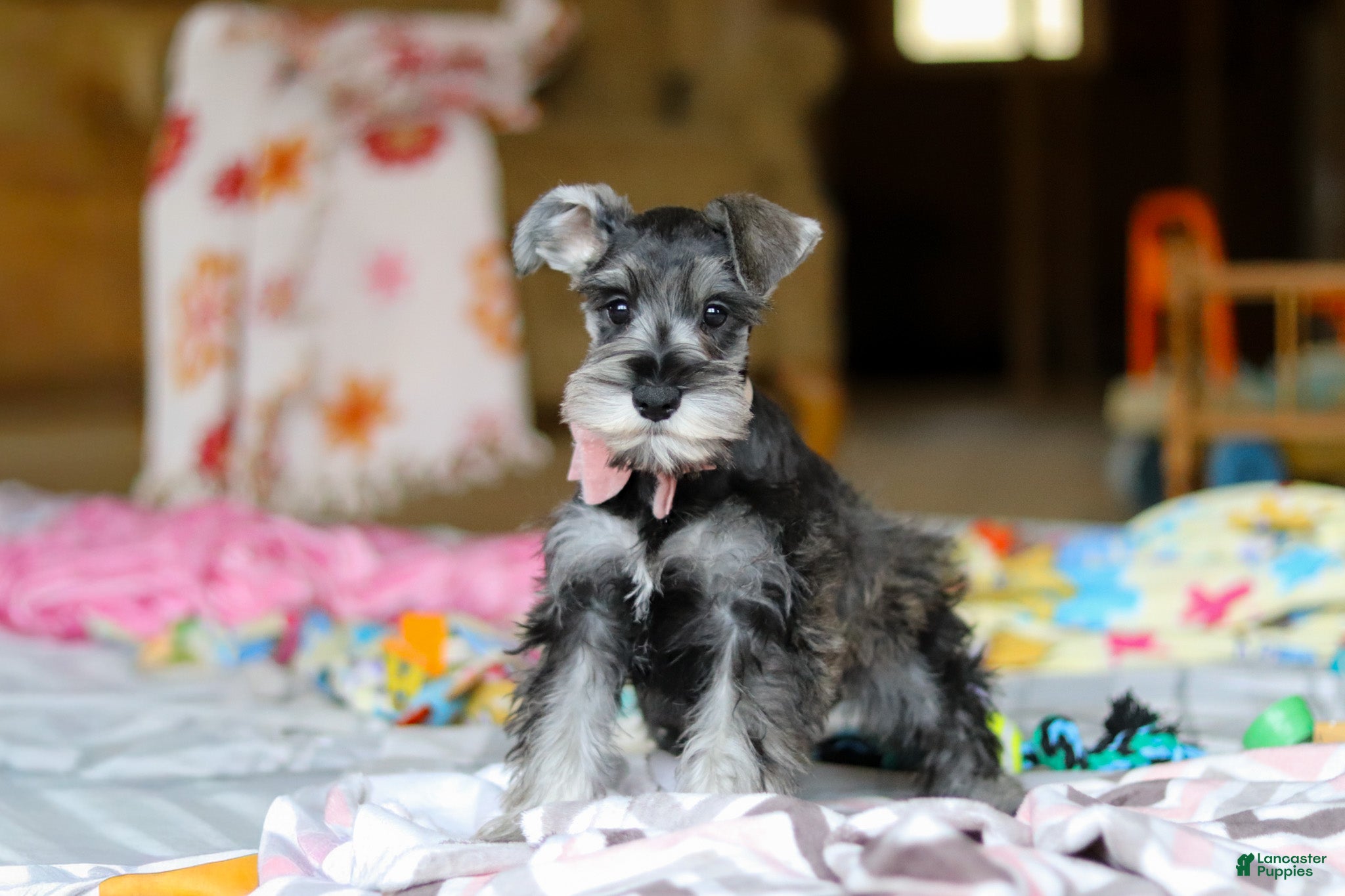 Miniature Schnauzer dogs Mila - Ad 1