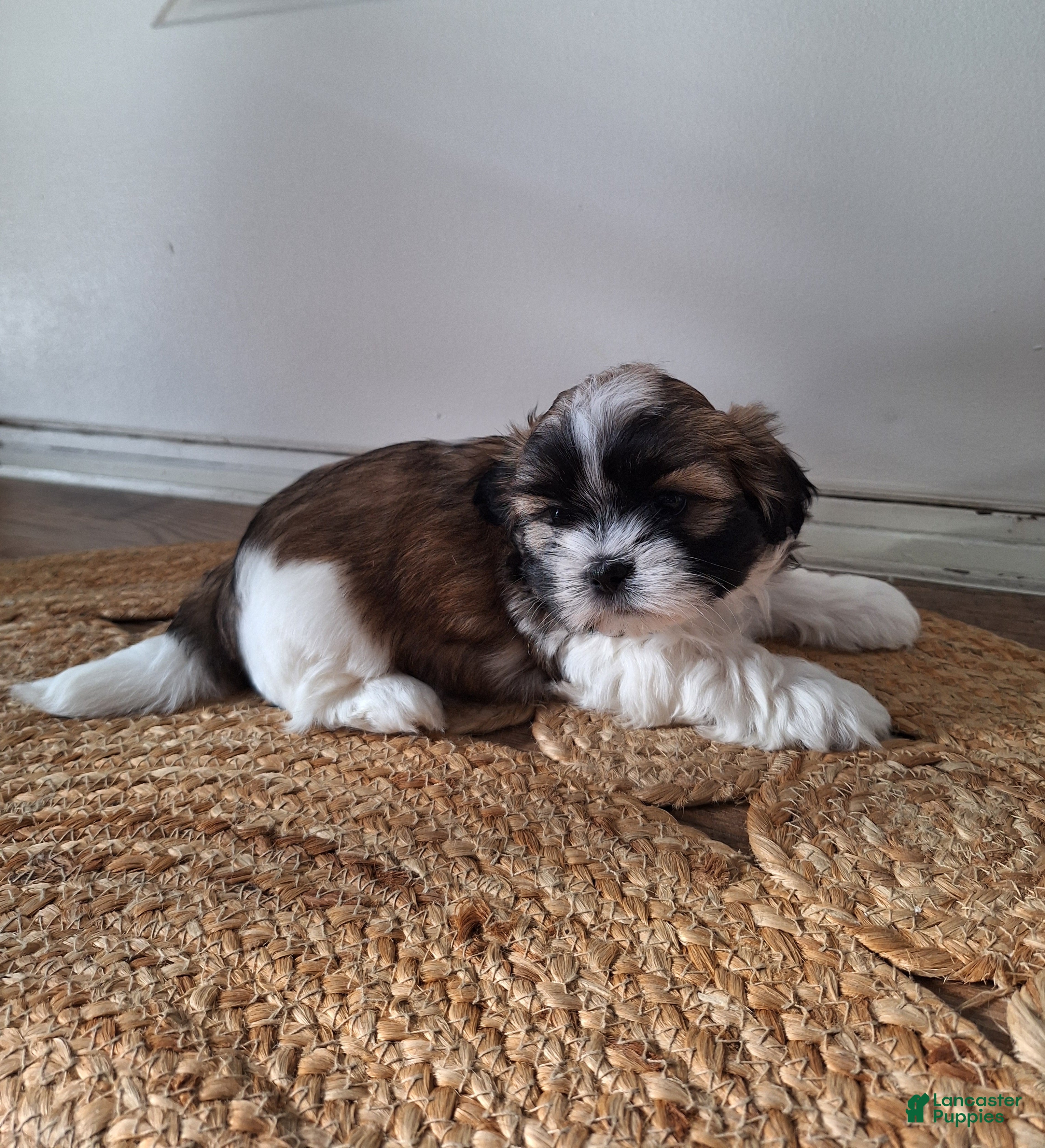 Shih Tzu dogs Sophie - Ad 1