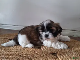 Shih Tzu dogs for sale: Sophie - Ad 4