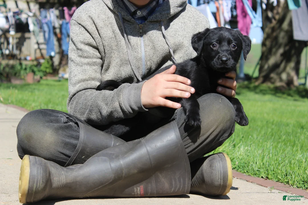 Labrador Retriever dogs for sale: Labrador Retriever Willow - Ad 2