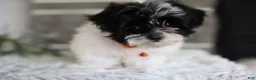 Maltipoo dogs for sale: Tiny - Ad 7