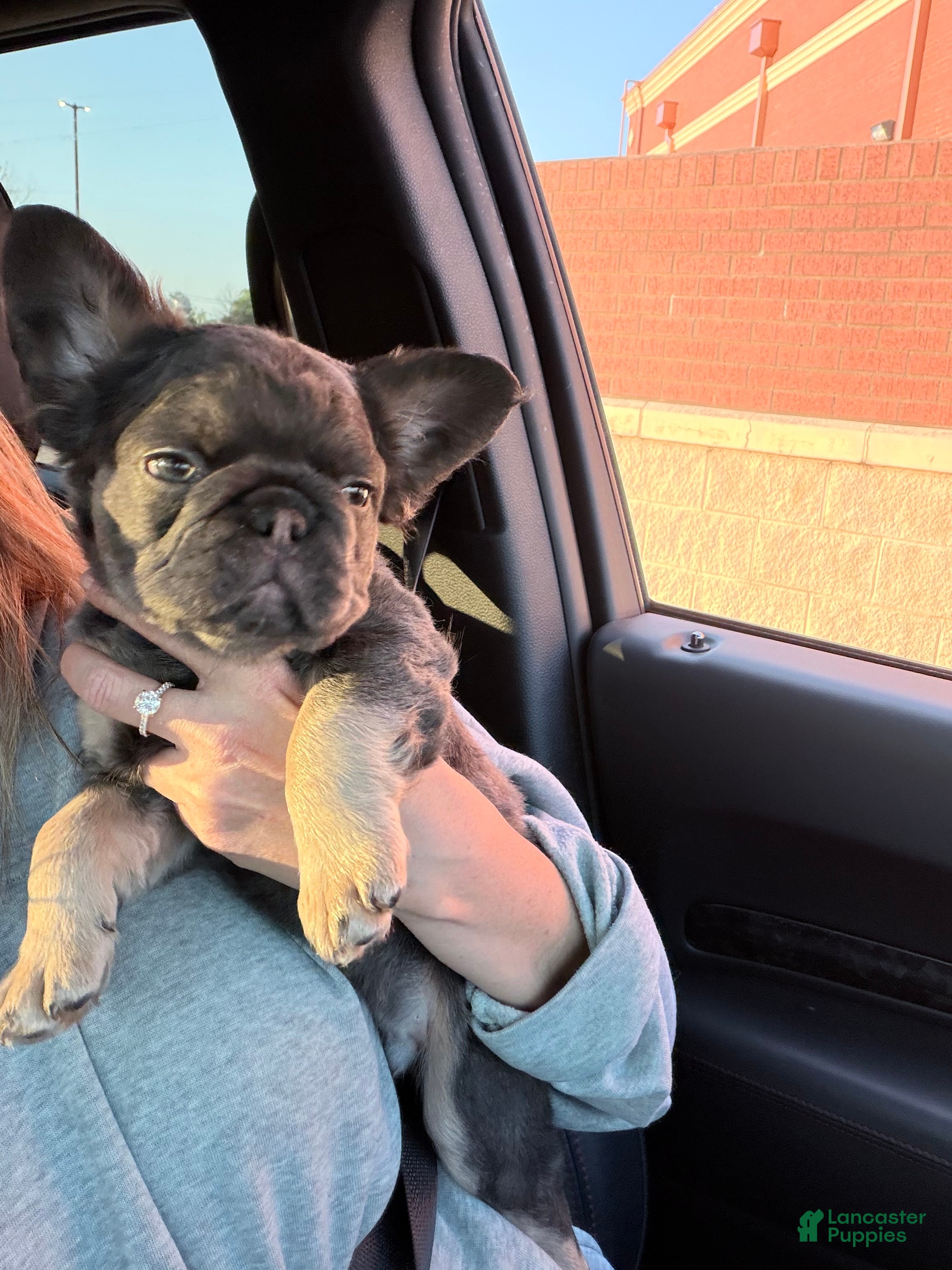 French Bulldog dogs French Bulldog Puppy 1 - Ad 38