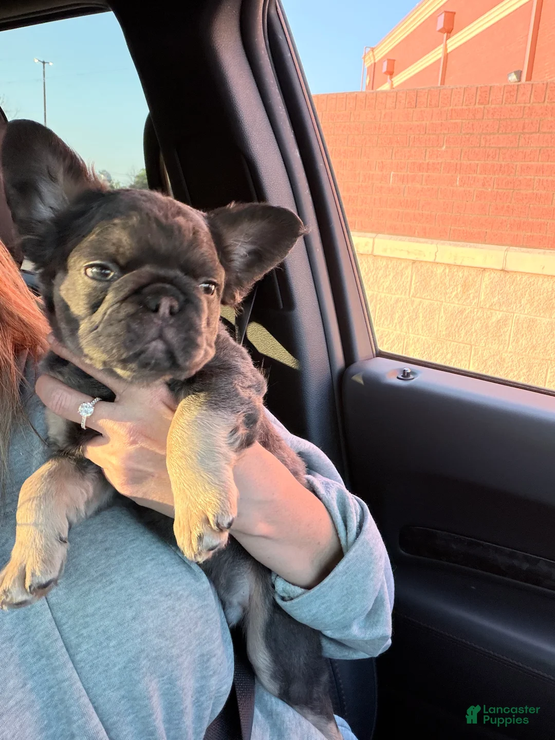 French Bulldog dogs for sale: French Bulldog Puppy 1 - Ad 1