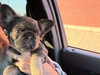 French Bulldog dogs French Bulldog Puppy 1 - Ad 33