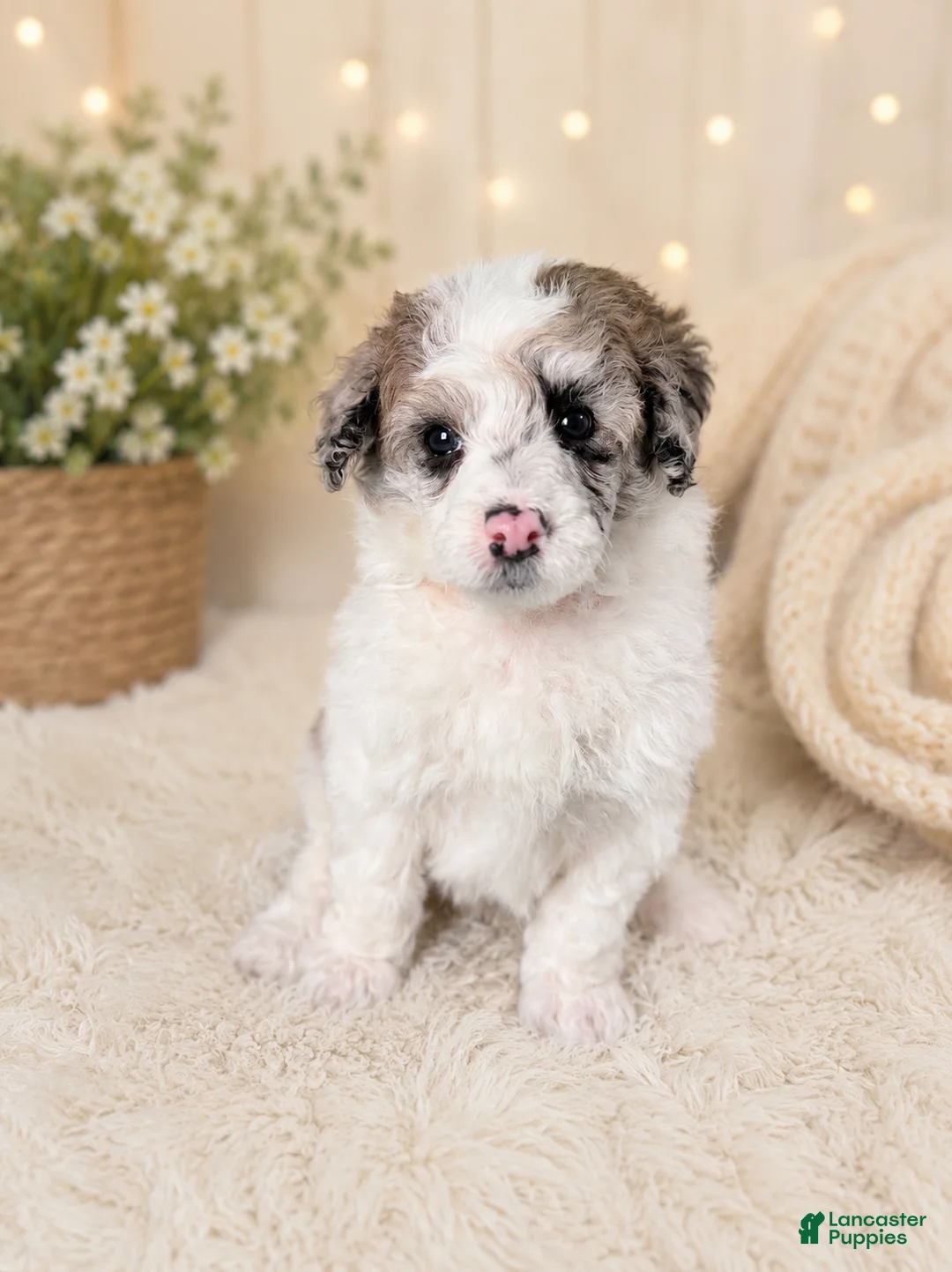 Miniature Poodle dogs for sale: Miniature Poodle Orange - Ad 1