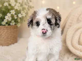 Miniature Poodle dogs for sale: Miniature Poodle Orange - Ad 3