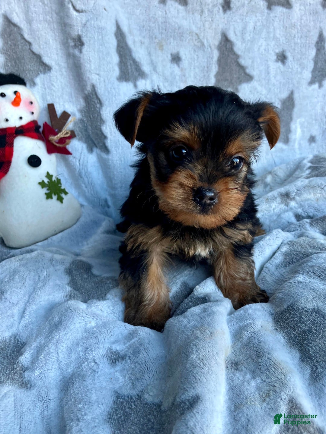 Yorkshire Terrier dogs for sale: Sparky - Ad 6