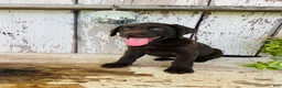 Labrador Retriever dogs for sale: Sara  - Ad 6