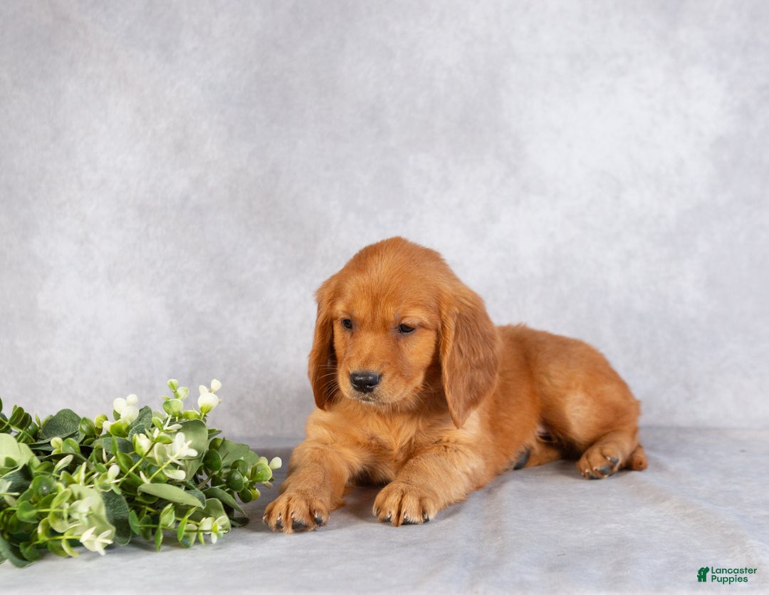 Miniature Golden Retriever dogs for sale: Damien - Ad 2